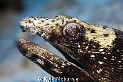 Canon 40d/ Ikelite housing with 60mm macro lens.
Shot of... by Kyle Mcburnie 